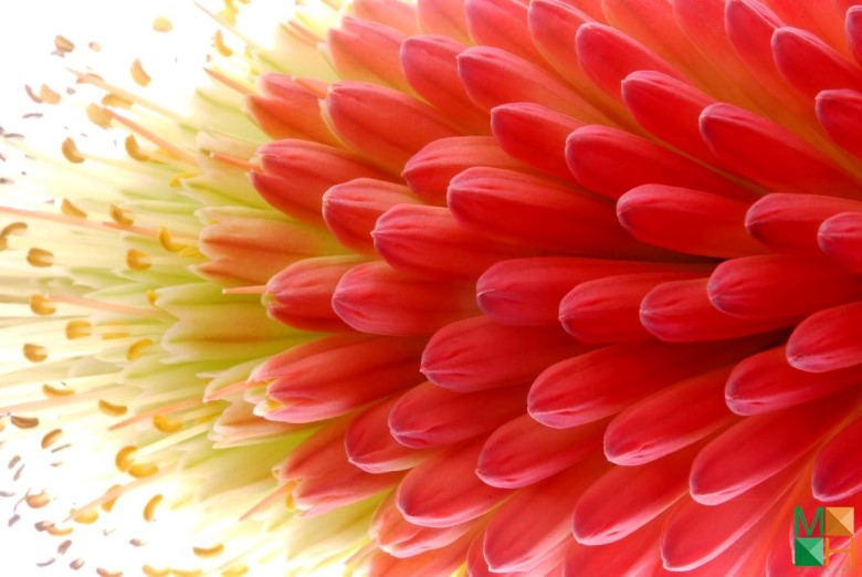 Tranh dán tường trang trí phòng ngủ FW - 098